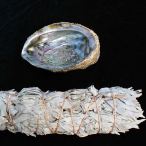 Abalone Shell