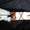 4 Feather Fan
