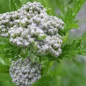 Wildcrafting Alaskan Herbs