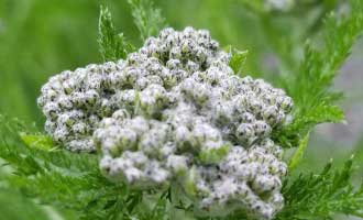 Living-Arts Workshops