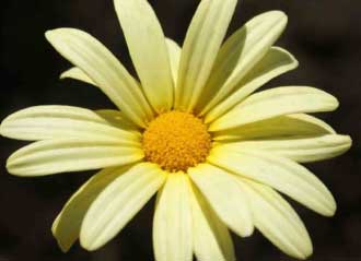 Transformative-Communication-course