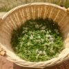 Organic Wild Harvested Yarrow - Image 2