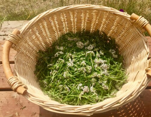 Organic Wild Harvested Yarrow - Image 2